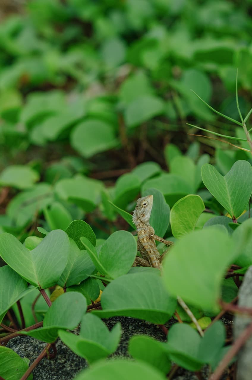 Превью Sri Lanka 2022